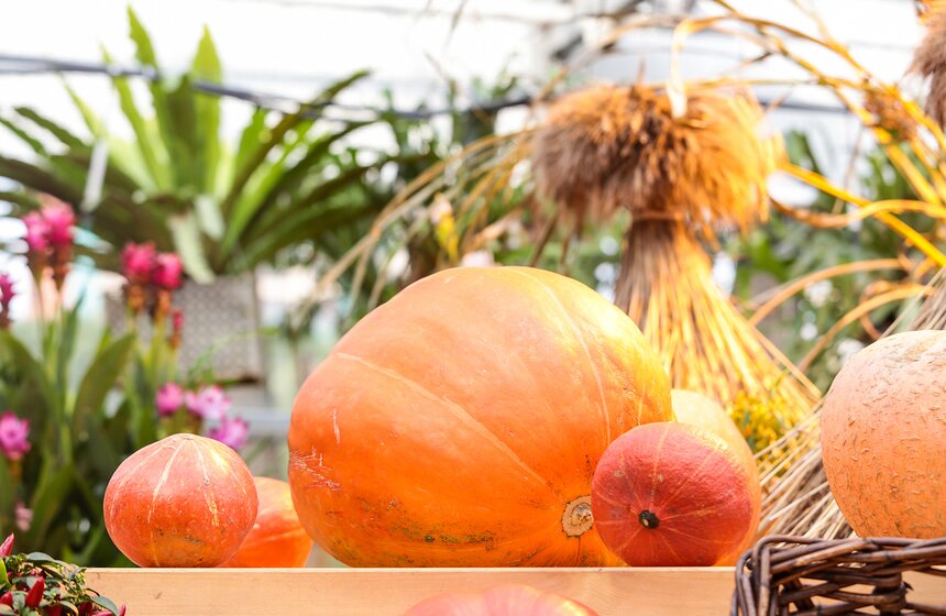 Фестиваль "Краски осени" в "Аптекарском огороде". Фоторепортаж 20 фото