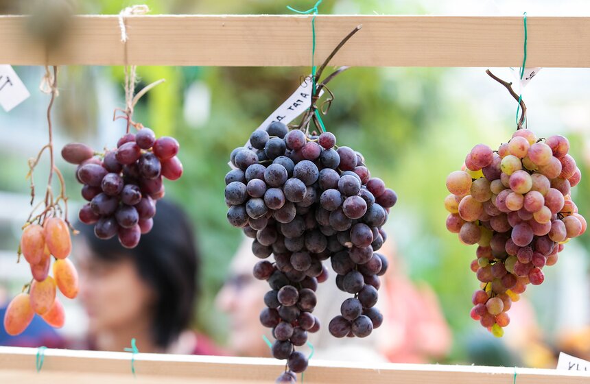 Фестиваль "Краски осени" в "Аптекарском огороде". Фоторепортаж 25 фото