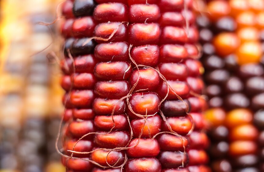 Фестиваль "Краски осени" в "Аптекарском огороде". Фоторепортаж 8 фото