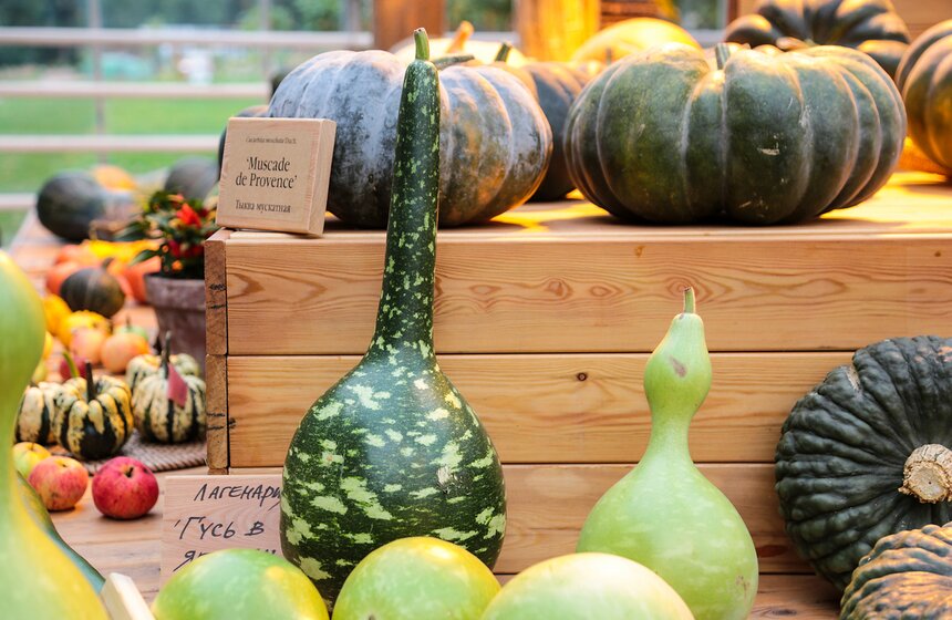 Фестиваль "Краски осени" в "Аптекарском огороде". Фоторепортаж 33 фото