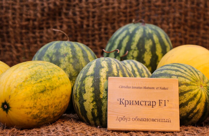 Фестиваль "Краски осени" в "Аптекарском огороде". Фоторепортаж 35 фото