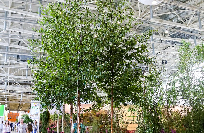 Международная выставка "Цветы-2016" 16 фото