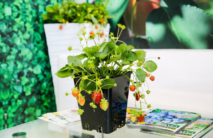 Международная выставка "Цветы-2016" 15 фото