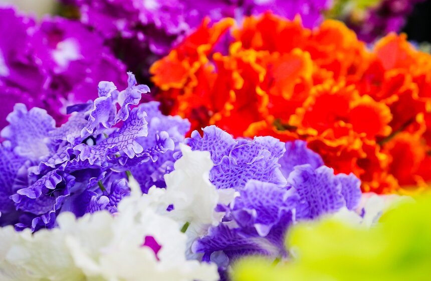 Международная выставка "Цветы-2016" 18 фото