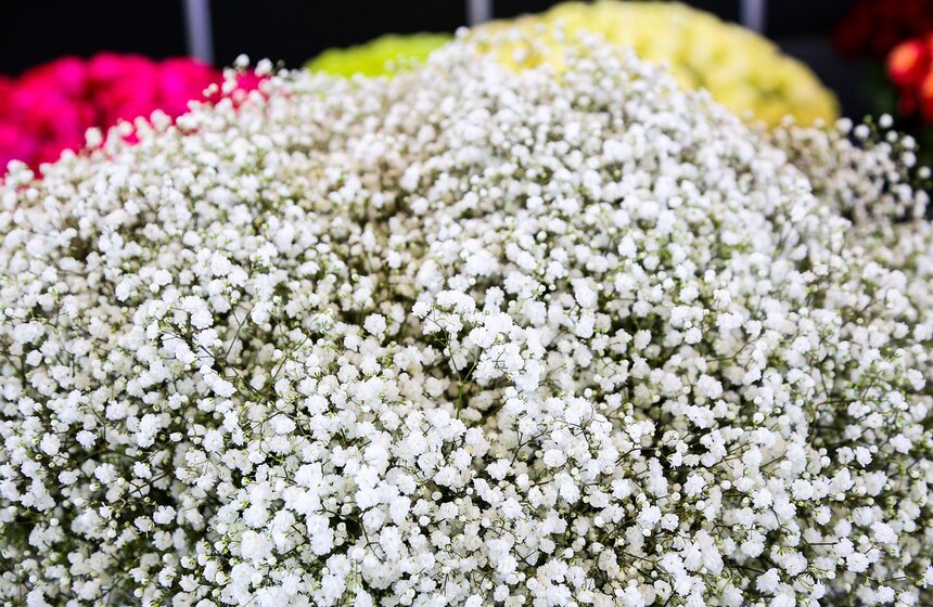 Международная выставка "Цветы-2016" 3 фото