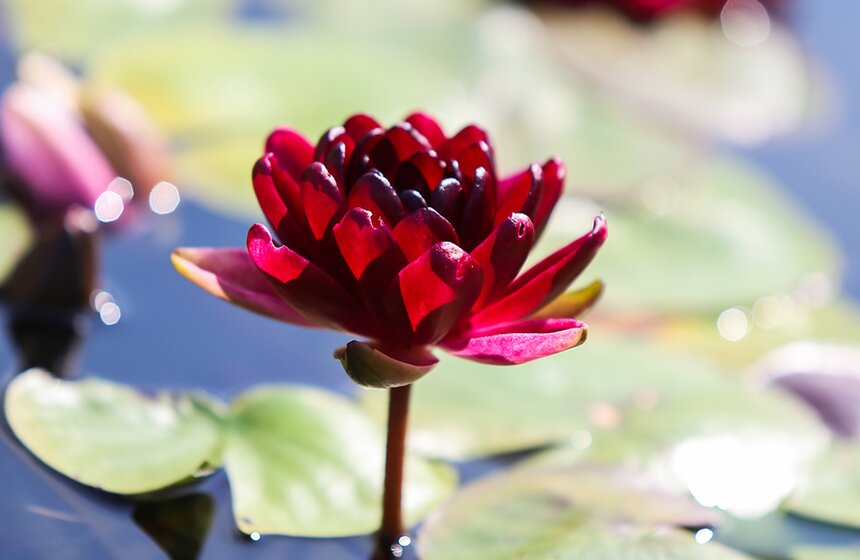 Исторические цветники ВДНХ 24 фото