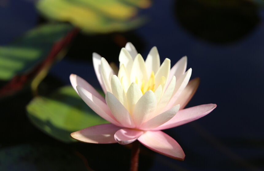 Исторические цветники ВДНХ 27 фото