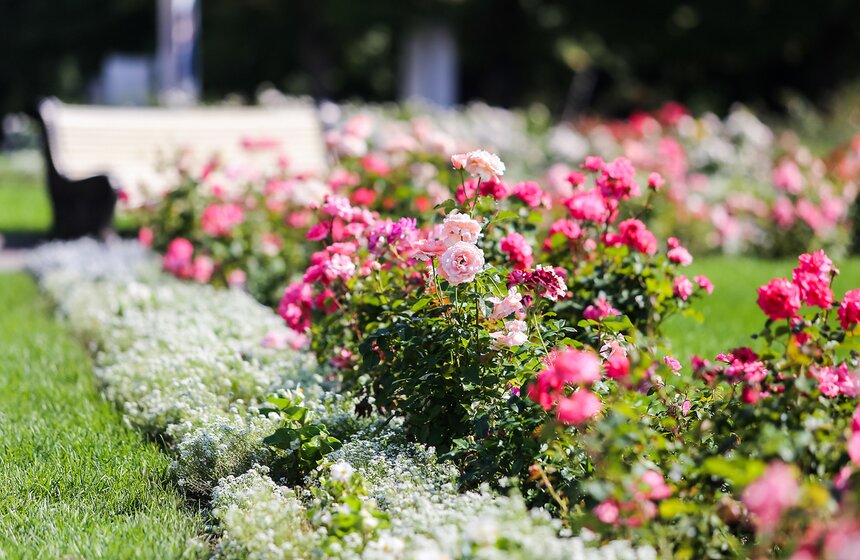 Исторические цветники ВДНХ 12 фото