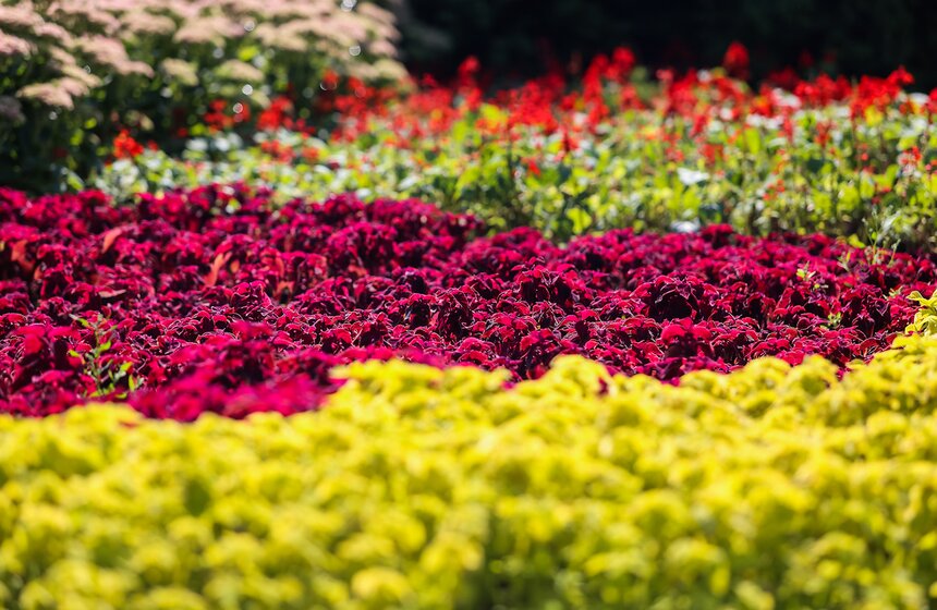 Исторические цветники ВДНХ 22 фото