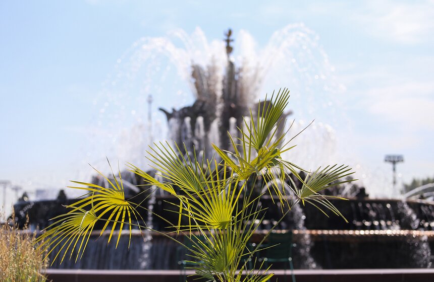 Исторические цветники ВДНХ 20 фото