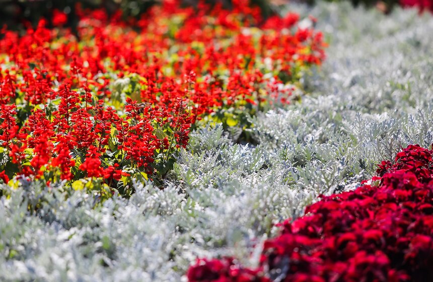 Исторические цветники ВДНХ 21 фото