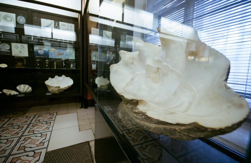 В Зоологическом музее МГУ началась "Музейная линька" 8 фото