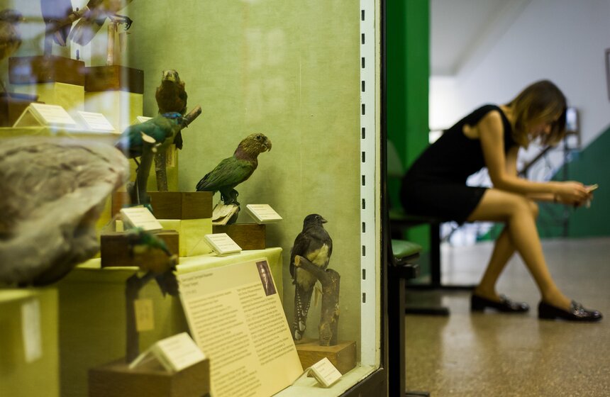 В Зоологическом музее МГУ началась "Музейная линька" 24 фото