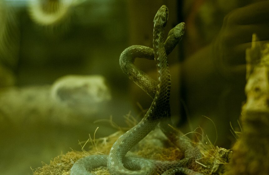 В Зоологическом музее МГУ началась "Музейная линька" 18 фото