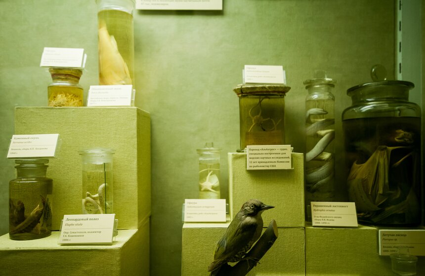 В Зоологическом музее МГУ началась "Музейная линька" 22 фото
