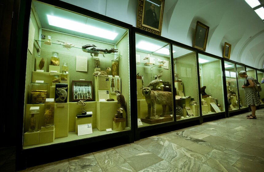 В Зоологическом музее МГУ началась "Музейная линька" 20 фото