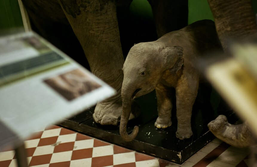 В Зоологическом музее МГУ началась "Музейная линька" 5 фото