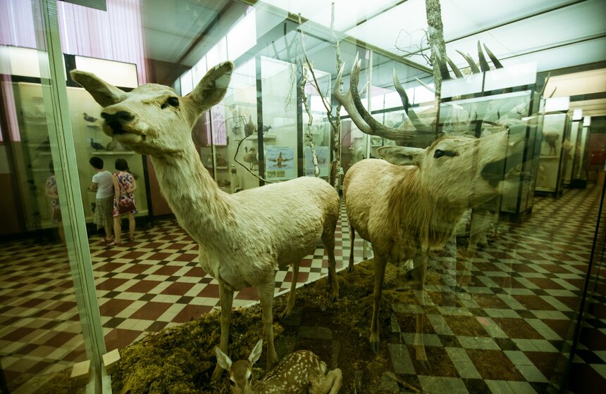 В Зоологическом музее МГУ началась "Музейная линька" 39 фото