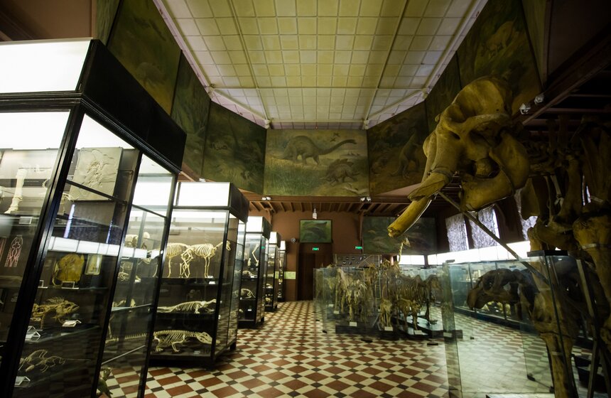 В Зоологическом музее МГУ началась "Музейная линька" 43 фото