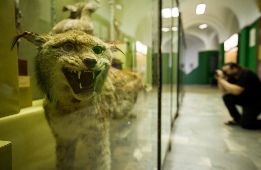 В Зоологическом музее МГУ началась "Музейная линька" 25 фото