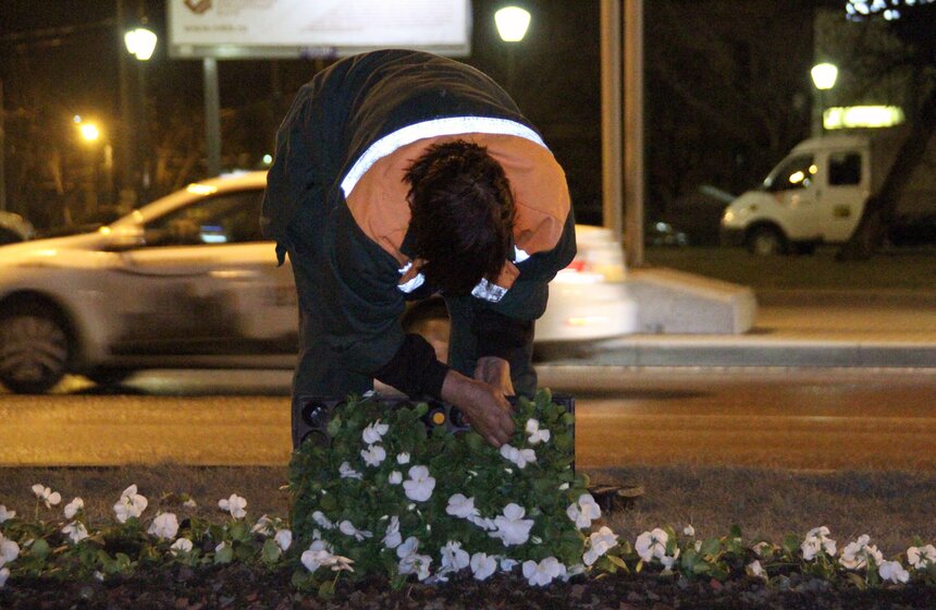 У Триумфальной арки посадили виолы 3 фото