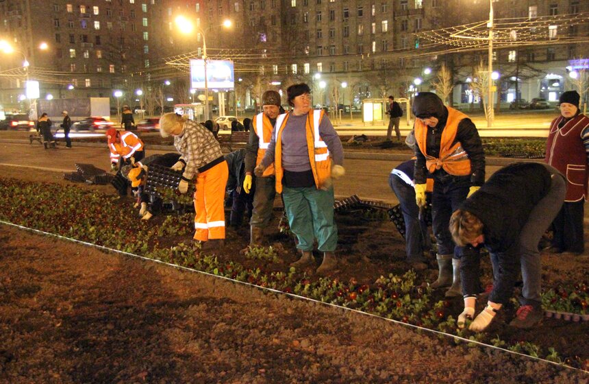 У Триумфальной арки посадили виолы 7 фото