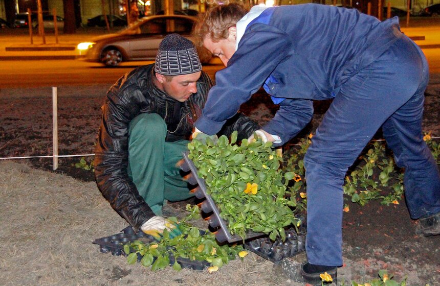 У Триумфальной арки посадили виолы 5 фото