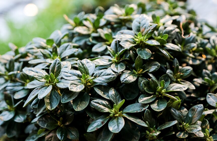 Выставка мхов и лишайников открылась в "Аптекарском огороде" 4 фото