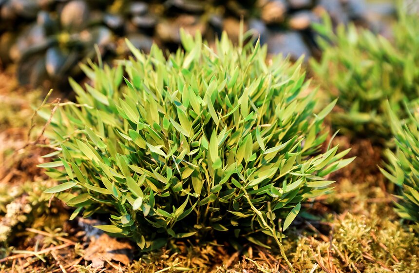 Выставка мхов и лишайников открылась в "Аптекарском огороде" 3 фото