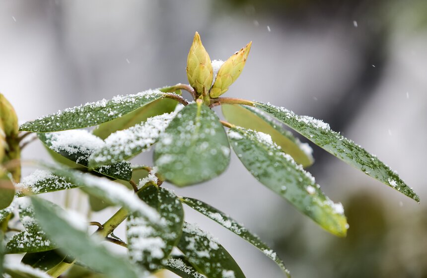 Выставка мхов и лишайников открылась в "Аптекарском огороде" 1 фото