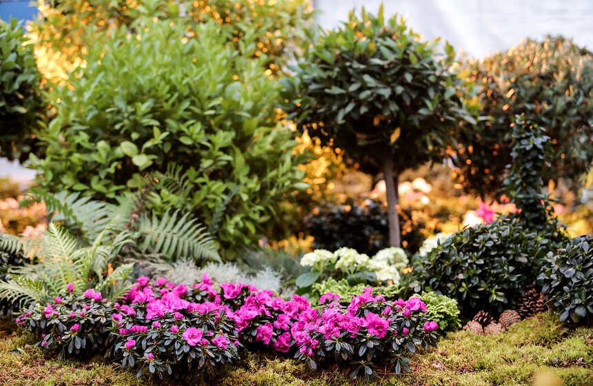 Выставка мхов и лишайников открылась в "Аптекарском огороде" 2 фото