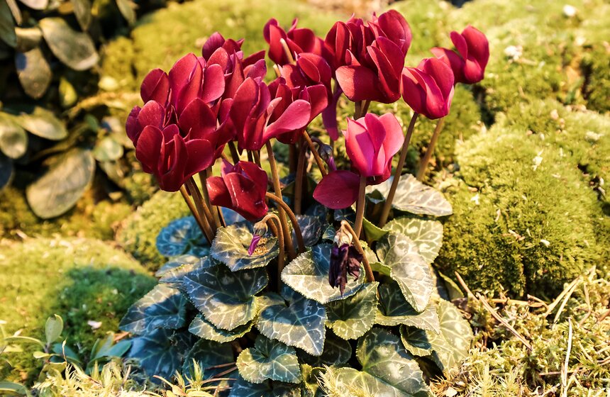 Выставка мхов и лишайников открылась в "Аптекарском огороде" 12 фото