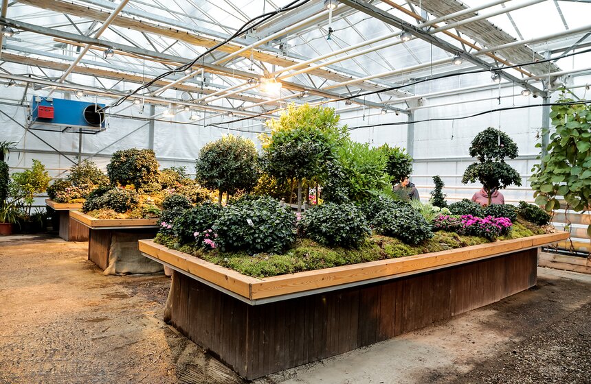 Выставка мхов и лишайников открылась в "Аптекарском огороде" 15 фото