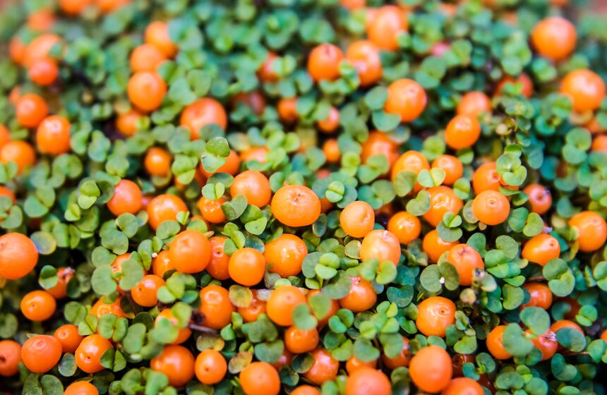 Выставка мхов и лишайников открылась в "Аптекарском огороде" 21 фото