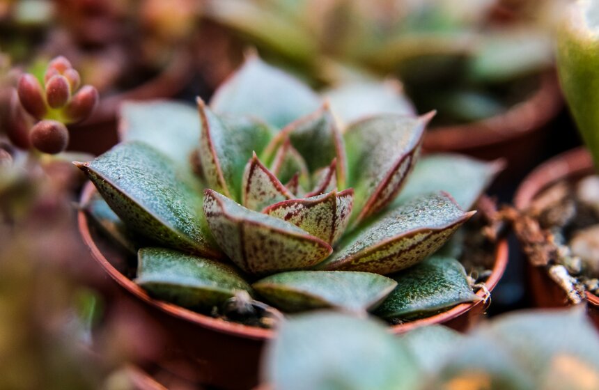 Выставка мхов и лишайников открылась в "Аптекарском огороде" 19 фото