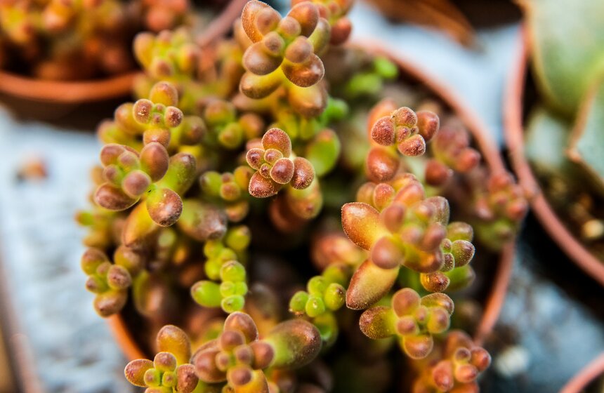 Выставка мхов и лишайников открылась в "Аптекарском огороде" 22 фото