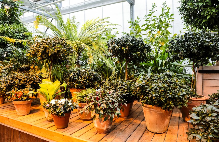 Выставка мхов и лишайников открылась в "Аптекарском огороде" 25 фото