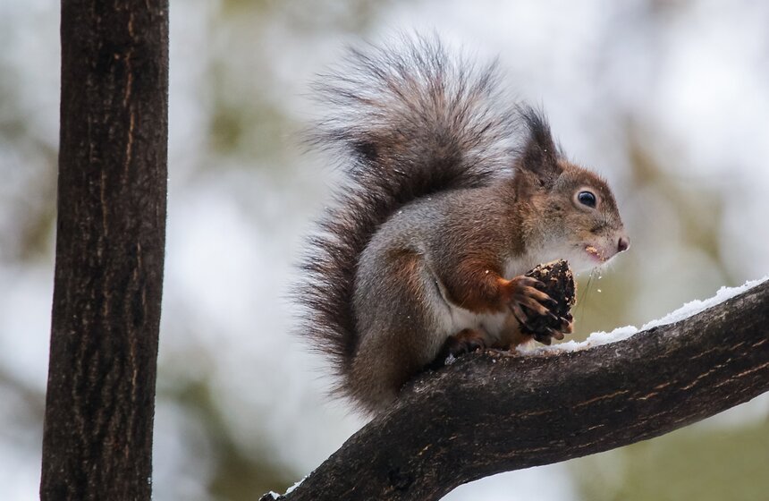 Выставка мхов и лишайников открылась в "Аптекарском огороде" 32 фото