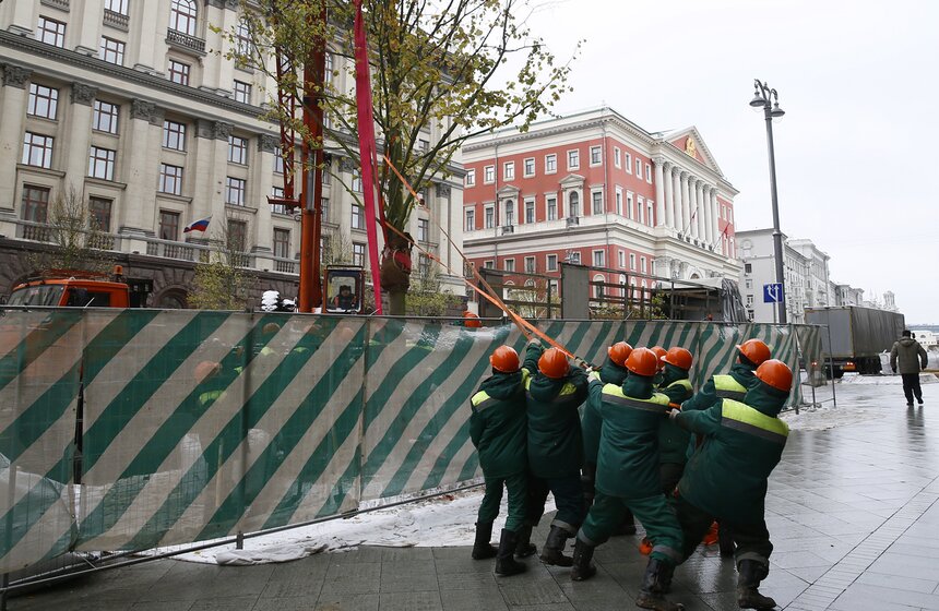 Липы возвращаются на Тверскую. Фоторепортаж 6 фото