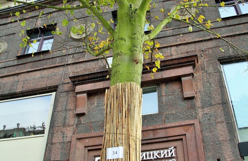 Сергей Собянин осмотрел озелененную Тверскую 8 фото