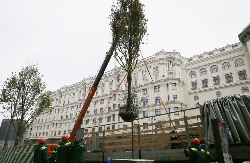 Липы возвращаются на Тверскую. Фоторепортаж 4 фото