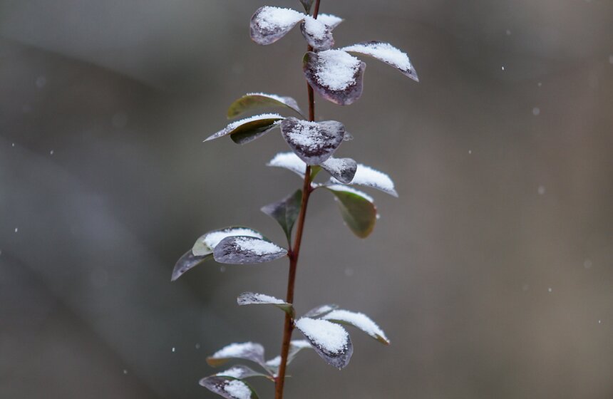 Первый снег в столице. Фоторепортаж 21 фото