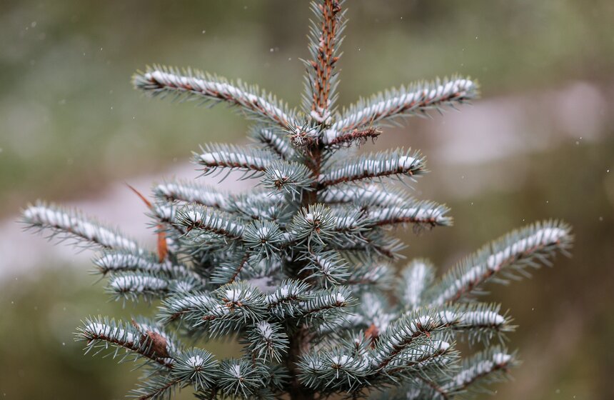Первый снег в столице. Фоторепортаж 23 фото