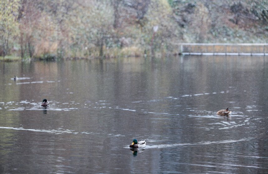 Первый снег в столице. Фоторепортаж 11 фото