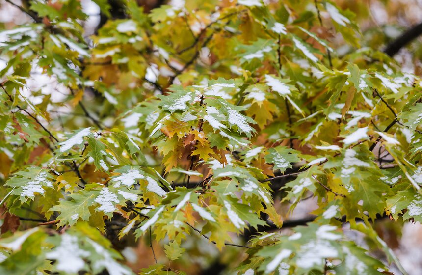 Первый снег в столице. Фоторепортаж 19 фото