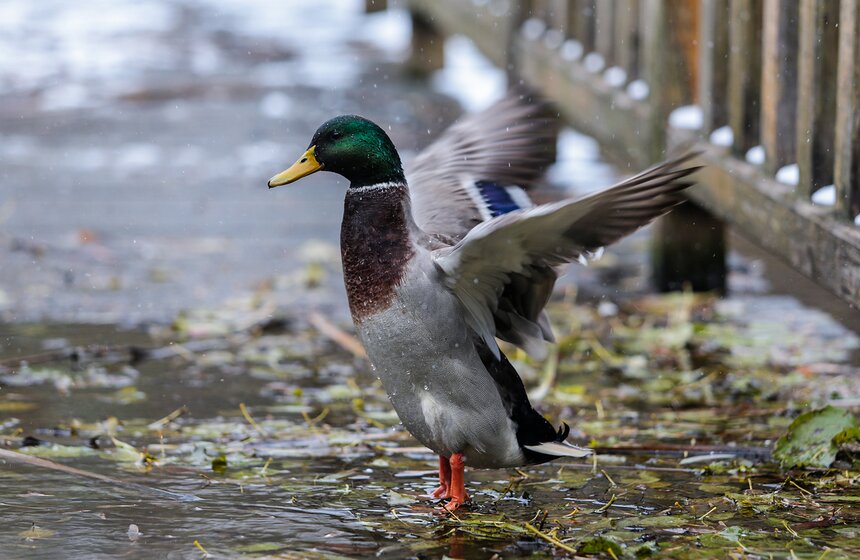Первый снег в столице. Фоторепортаж 14 фото