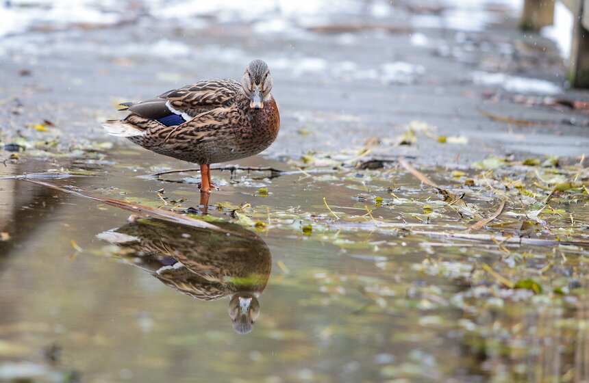 Первый снег в столице. Фоторепортаж 13 фото