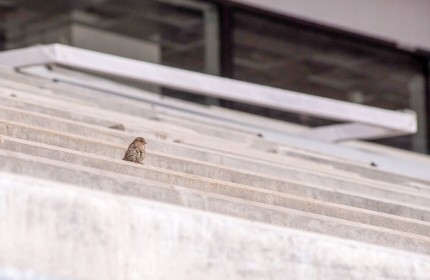 Осмотр хода реконструкции "Лужников" 12 фото