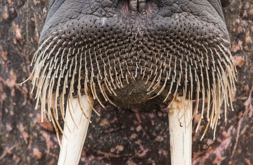 Фото: BarcroftMedia/ТАСС/Will Burrard-Lucas