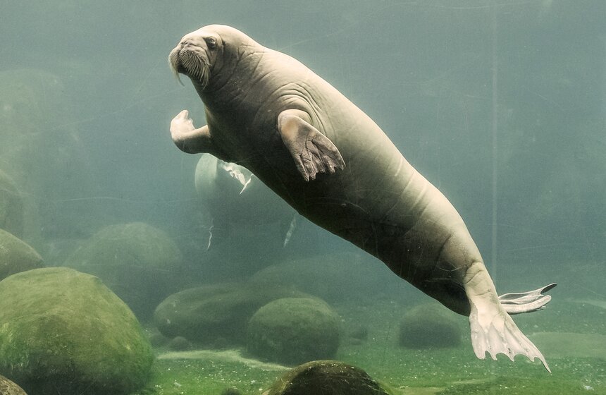 Фото: Actionpress/ТАСС/Werner Struss